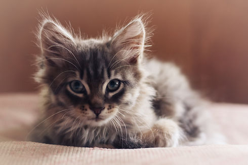 AdobeStock_64279505.jpeg