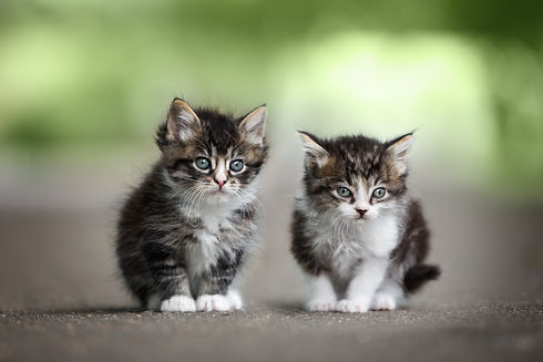 AdobeStock_268173076.jpeg