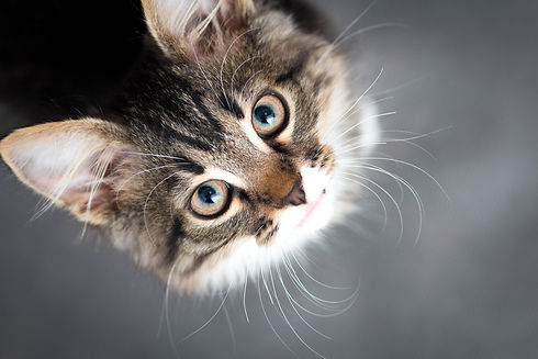 AdobeStock_84666330.jpeg
