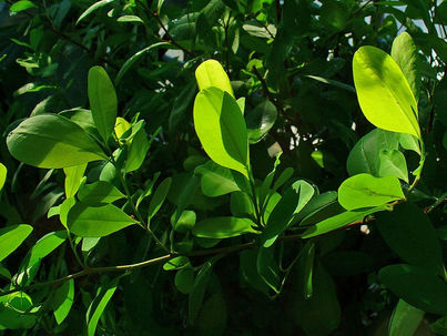 [Paradoja #2] Sustitución de coca enfrenta a comunidades con nuevos grupos armados