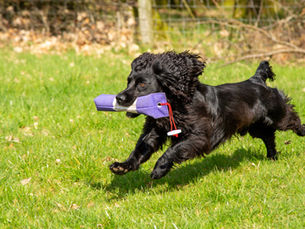 Top tips for living in harmony with your pet Gundog