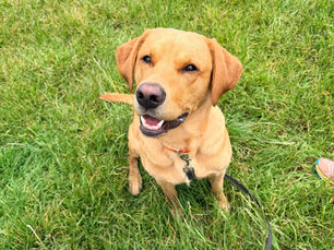 Adolescent Dog Training: Surviving the Teenage Stage