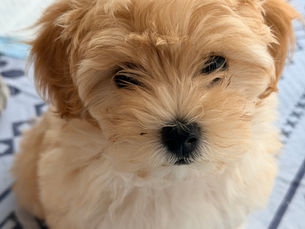 How to Prepare Your Puppy for Their First Fireworks Season