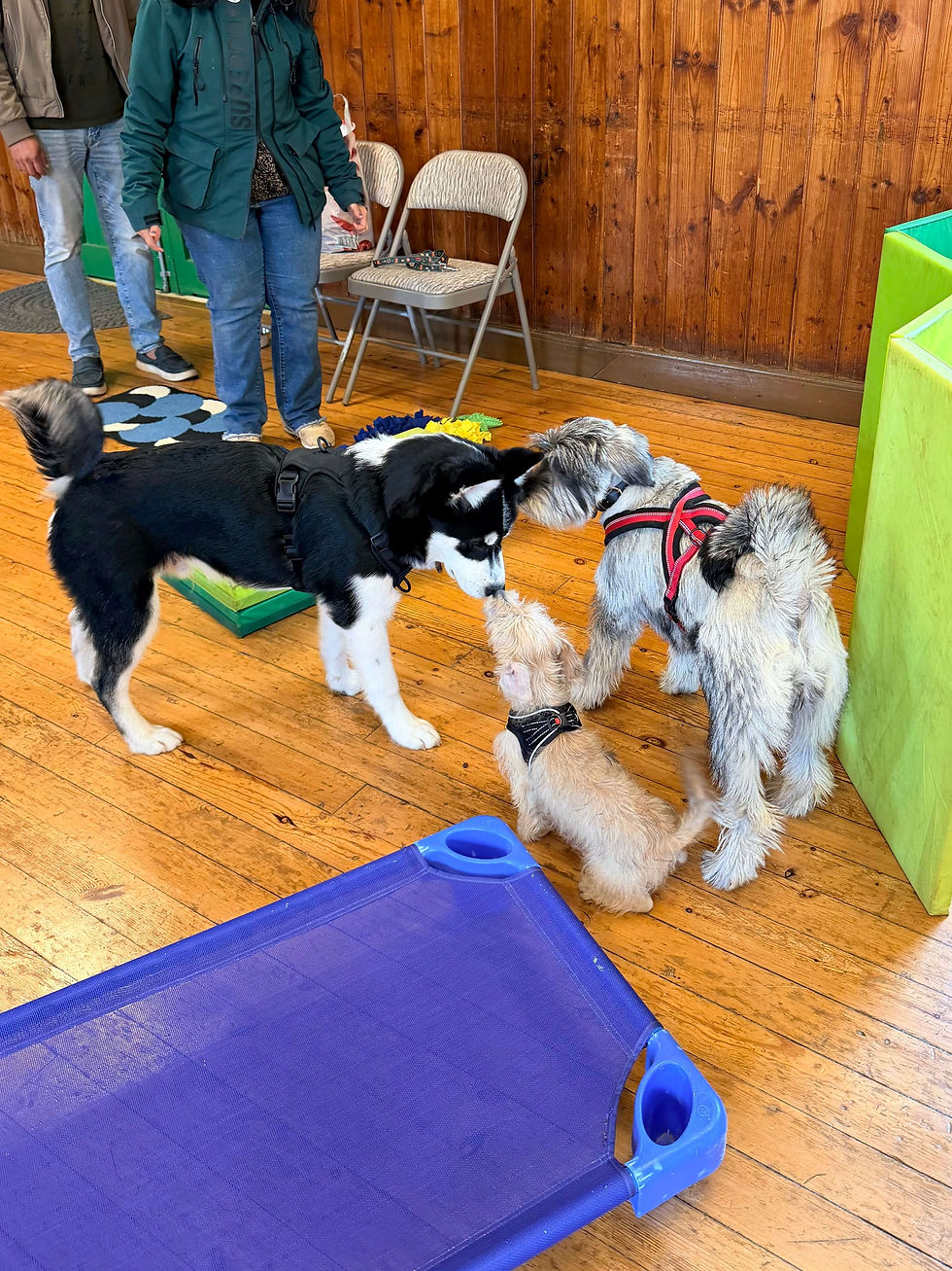 A small group of puppies meeting and playing together on a wooden hall floor during a guided socialisation session, owners standing nearby