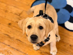 Treats in dog training