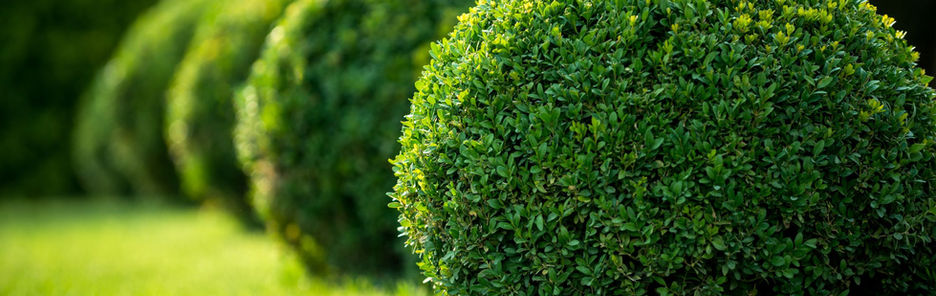 shrubs_1.jpg