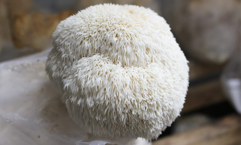 Hericium erinaceus