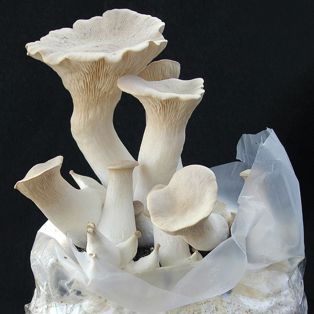 Pleurotus eryngii