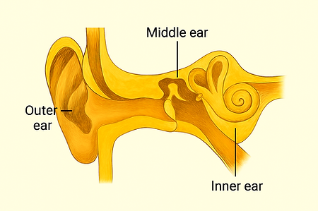 inner ear model labeled.png