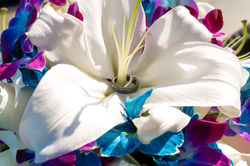 Ola-Photos-0015
