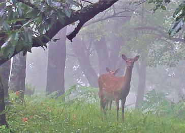 親子鹿.jpg