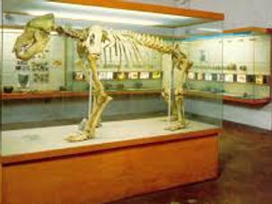 Florentine Museum and Institute of Prehistory