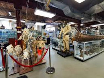 Prehistoria Museum & SkullStore Oddity Shop