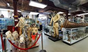 Prehistoria Museum & SkullStore Oddity Shop