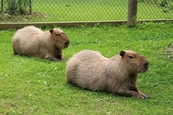 High Park Zoo