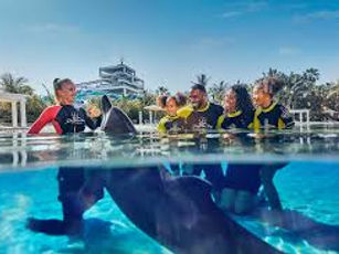 Dolphin Bay at Aquaventure World