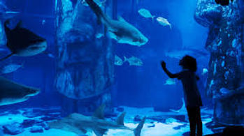 Sea Life Chessington World of Adventures Resort