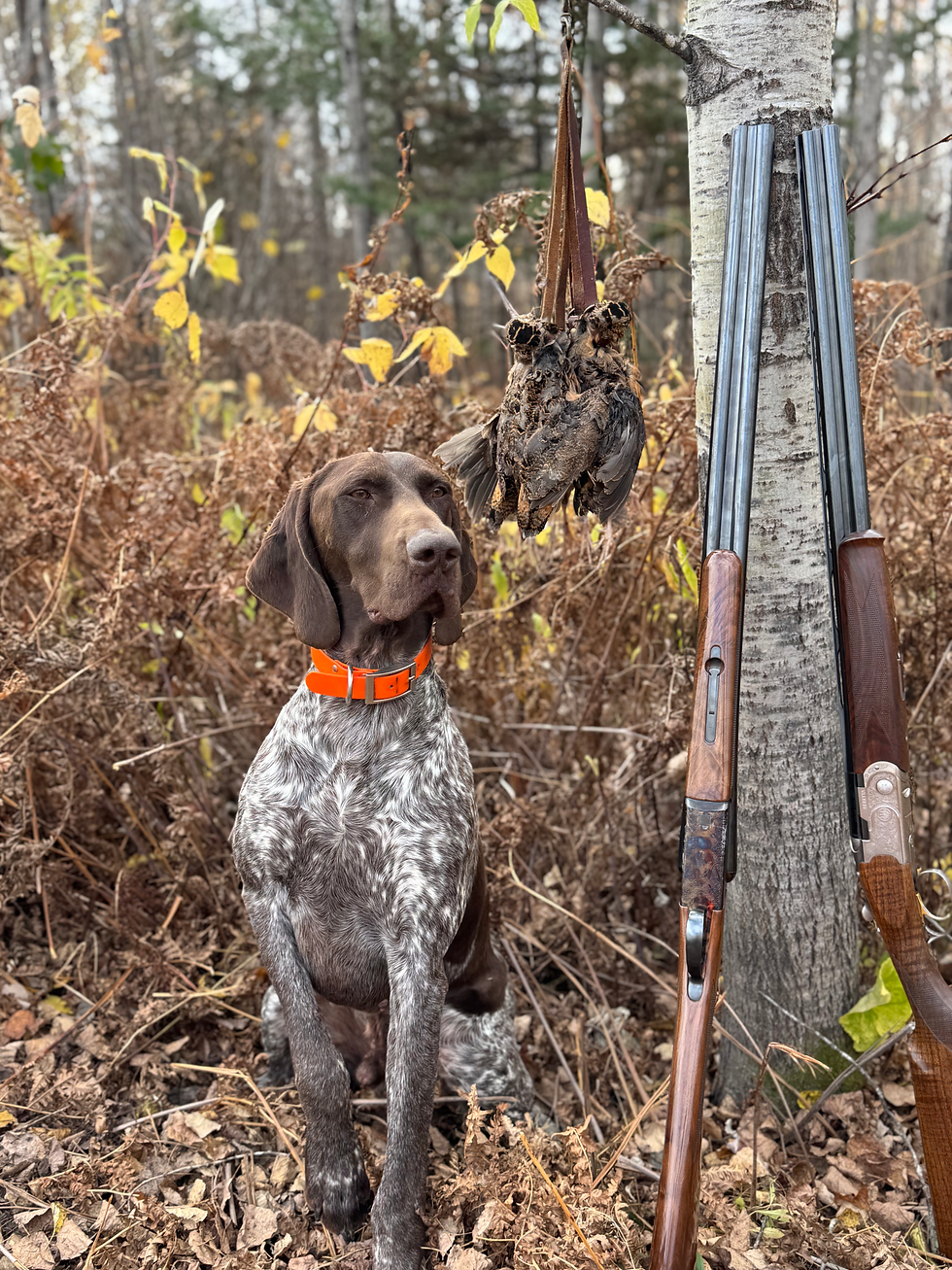 SHARP SHOOTERS HANS FLYIN SOLO NA-I UT-I with a limit of Wisconsin Woodcock.