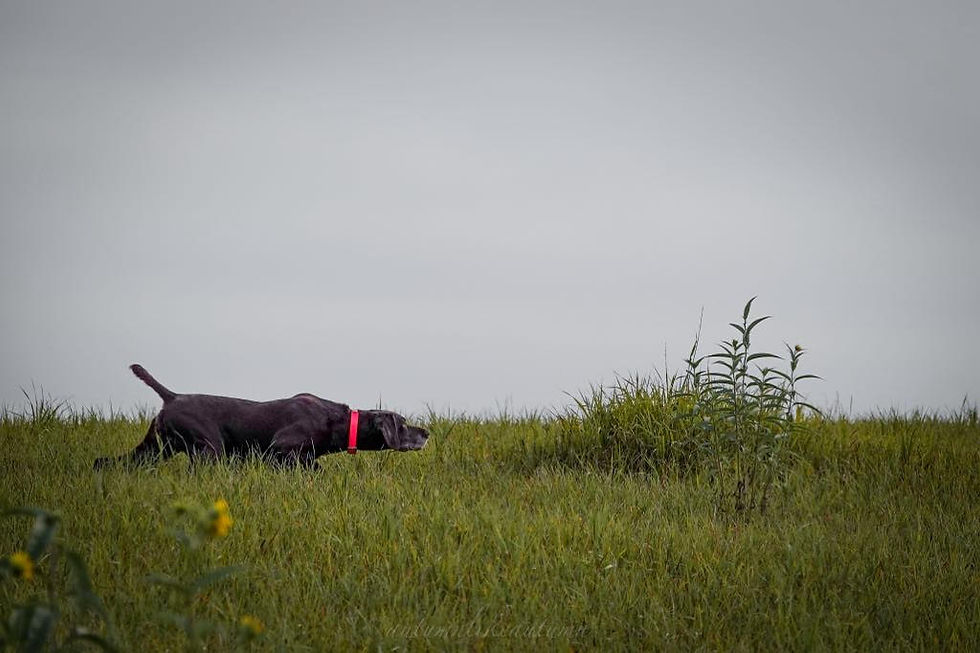 VC HONOR POINT'S BIG BOSS UT-I, NA-I