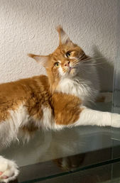 LATIGUN Pétrus, maine coon LOOF roux et blanc.