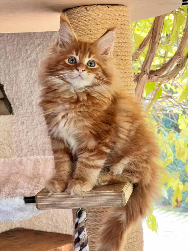 Male maine coon red blotched tabby
Reserved for Sandra and Jean Marc