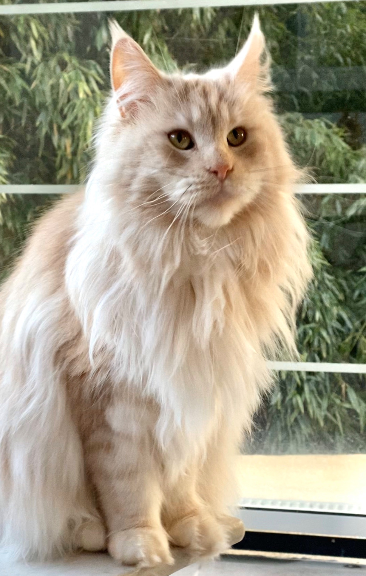 maine coon femelle crème france Tarn Midi pyrénées