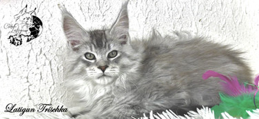 Portrait de LATIGUN Trischka, Maine Coon LOOF black silver mackerel tabby