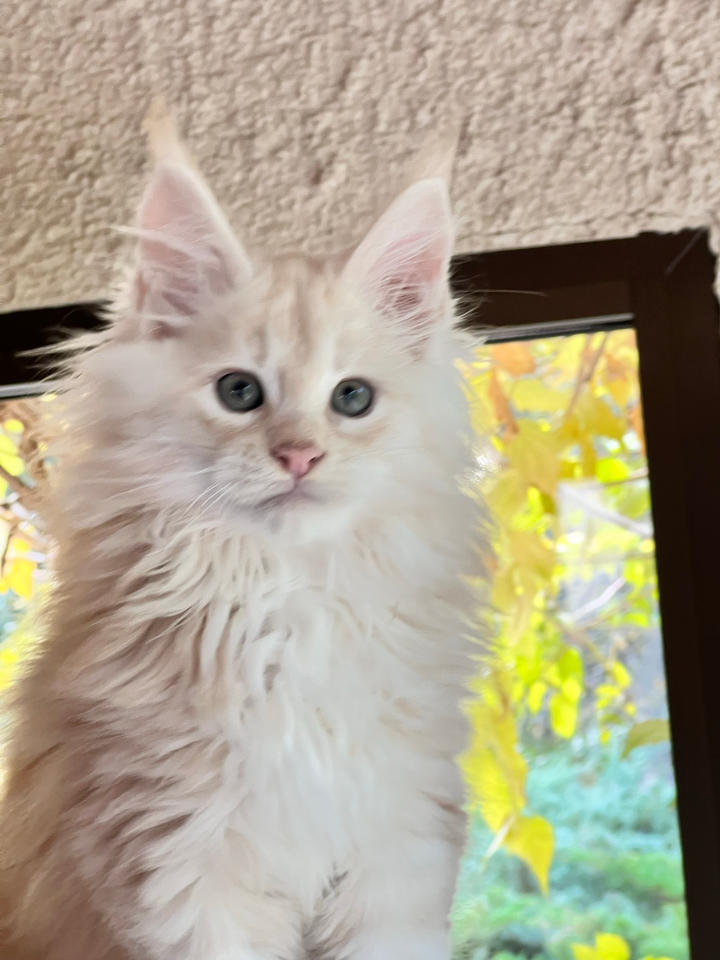 Latigun Théôs
Male maine coon red smoke
Available at booking