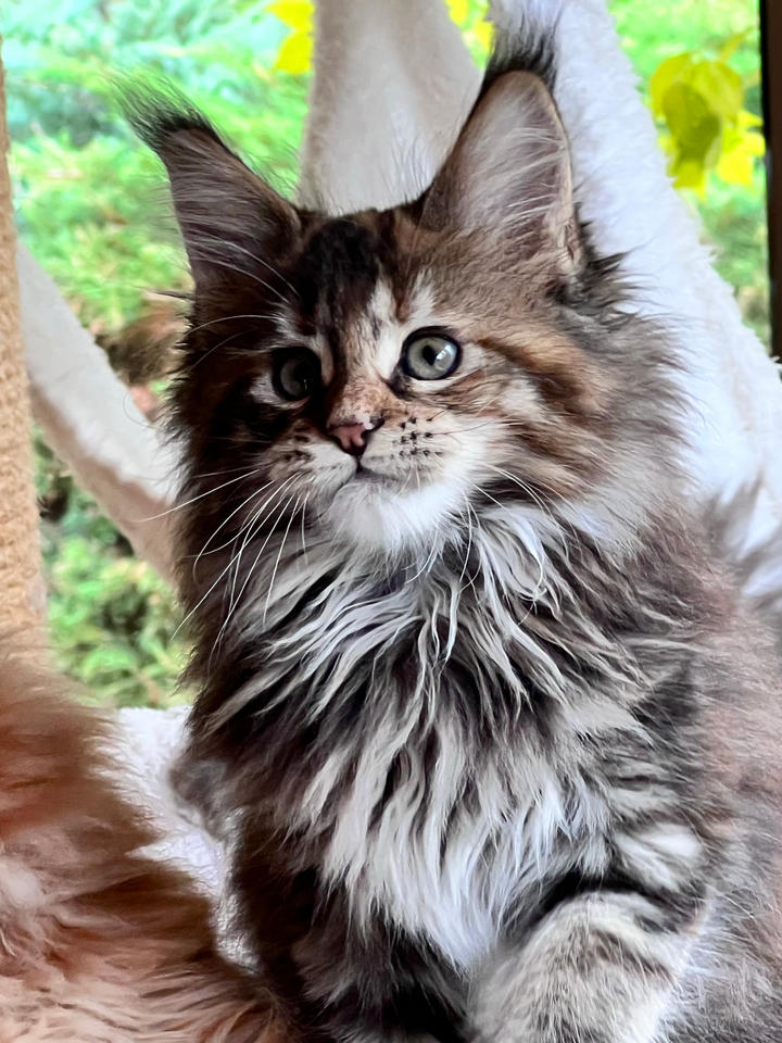 female maine coon brown tortie mackerel tabby
Reserved for Sophie and Eric