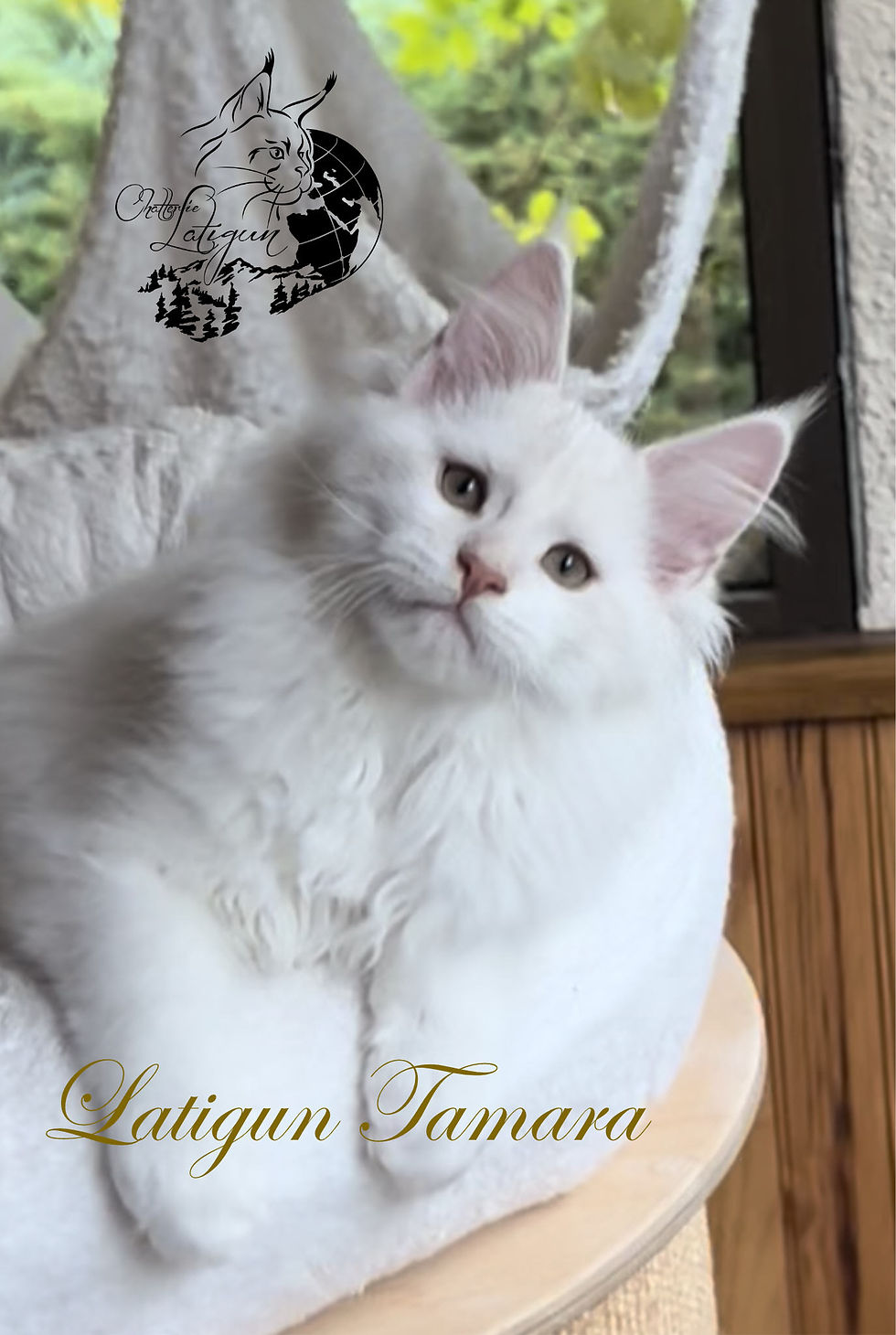 Portrait de LATIGUN Tamara, Maine Coon LOOF red golden shaded.