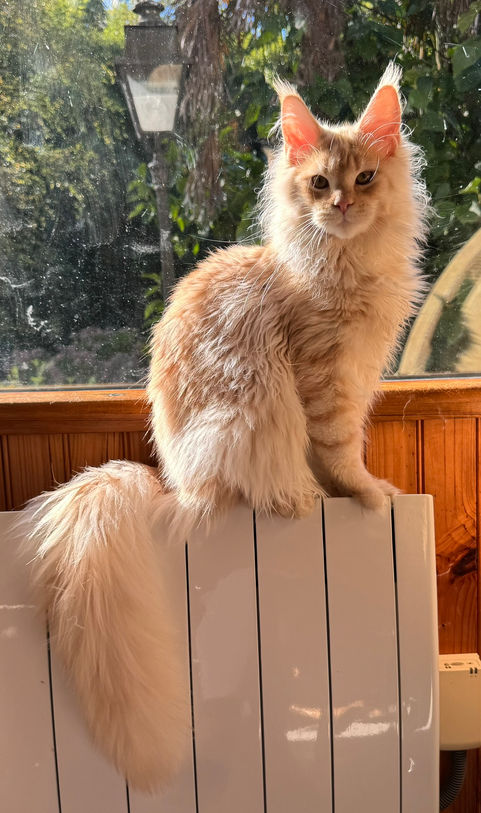 LATIGUN Ari, jeune mâle Maine Coon LOOF, red smoke assis devant une fenêtre.