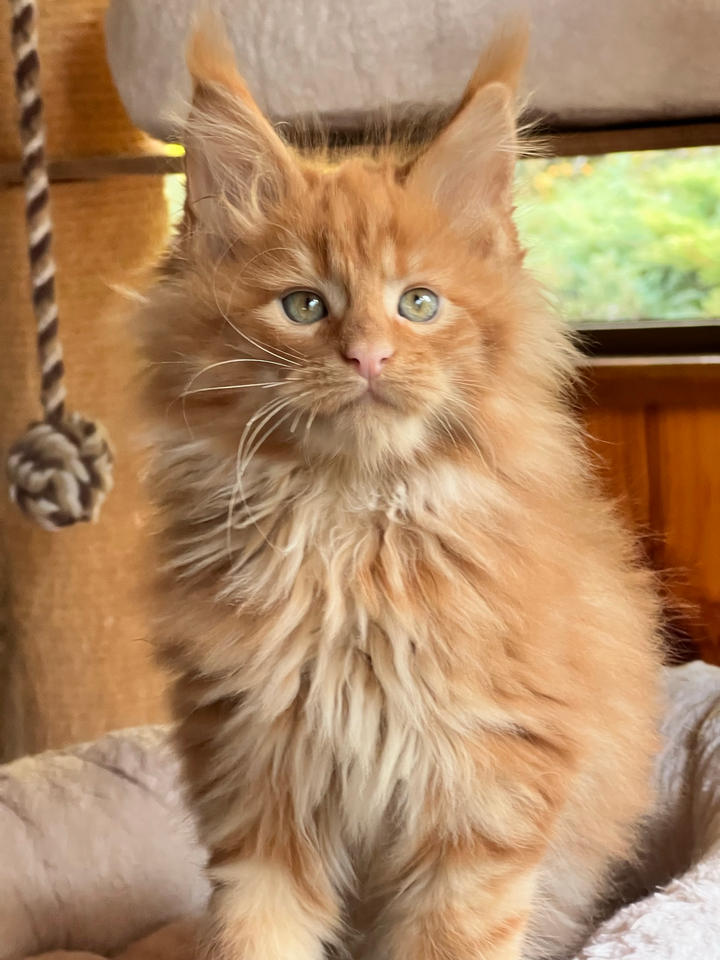 Latigun Trésor
Male maine coon red blotched tabby
Available at booking