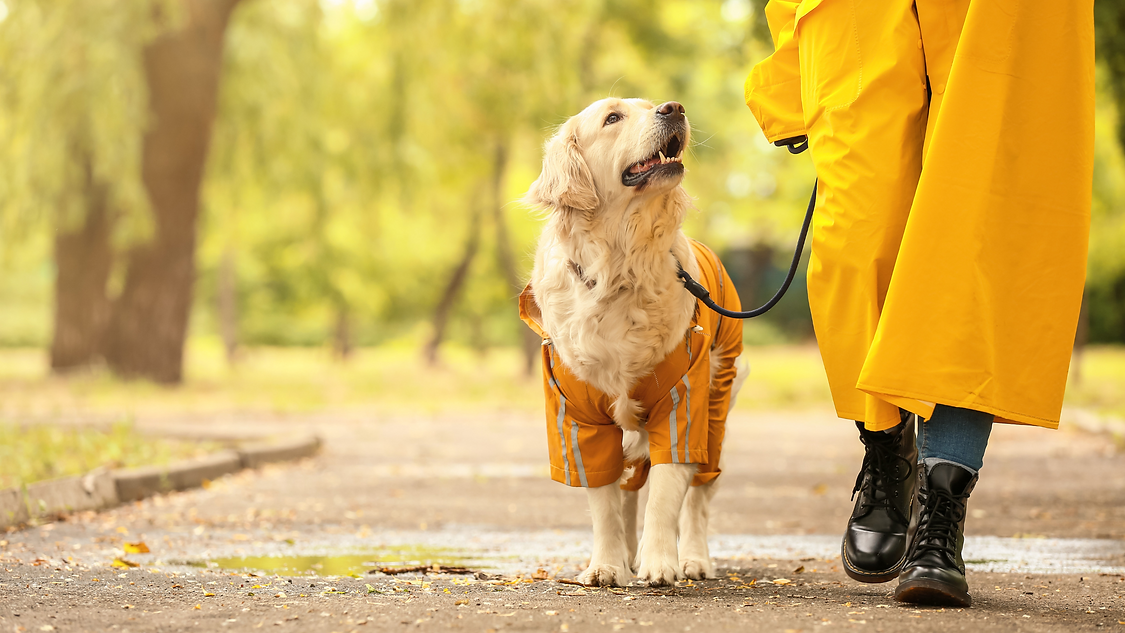 Progetto senza titolo - 2024-09-23T125322.603.png