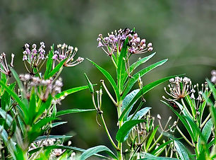 swamp.milkweed.1ai.jpeg