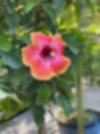 fiesta hibiscus tree