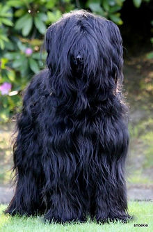 Briard welpen, Briardwelpen, Zucht, VDH, gesund, Zuchtstätte, Welpen