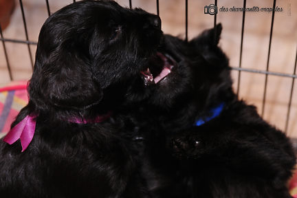 briard welpen schwarz VDH