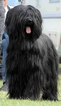 Briard Tobago, Briard welpen, Briardwelpen, Zucht, VDH, gesund, Zuchtstätte, Welpen
