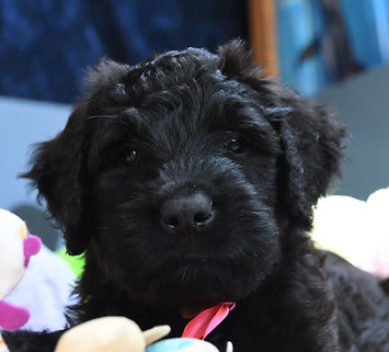 Briard Welpe 7 Wochen