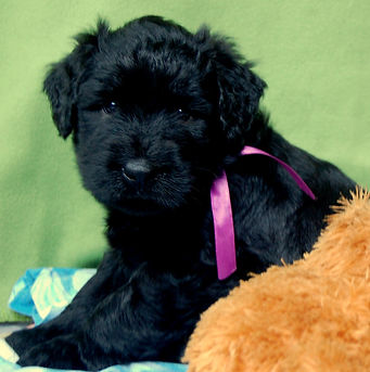 Briard welpen