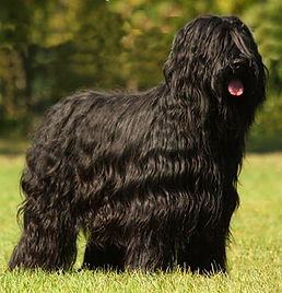 Briard welpen, Briardwelpen, Zucht, VDH, gesund, Zuchtstätte, Welpen