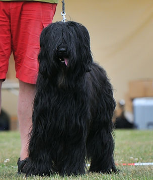 Briard Welpen, schwarz, Briard, Berger de Brie, Briard-Welpen