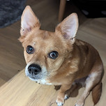 Beautiful pupper looking up at the camera
