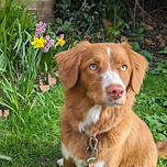 Photogenic dawg looking handsome