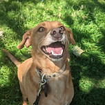 Energetic woofer looking excited