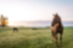 AdobeStock_295064230.jpeg