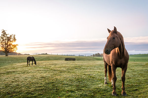 Rock Ranch Horse Riding and Equine Therapy