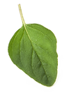 Oregano1.png