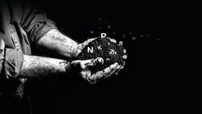 Understanding the Primary Nutrients: NPK