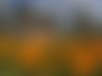 EL IDIOMA DE LAS FLORES